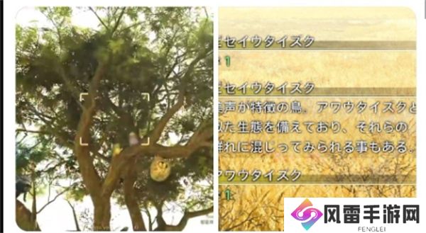 怪物猎人荒野天堑沙原环境生物一览 怪物猎人荒野天堑沙原环境生物收集